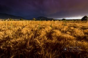 Wheat in the storm_14.jpg